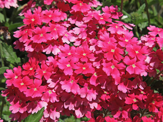 verveine des jardins