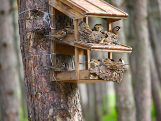A starling house for birds somewhere in a forest