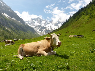Fototapeta na wymiar Kuh auf einer Almwiese