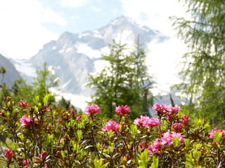Obraz premium Alpenrosen mit Berg im Hintergrund