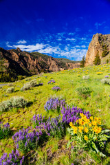 Yellowstone National Park