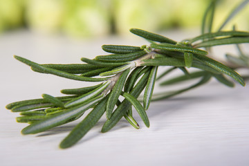 Fototapeta premium rosemary