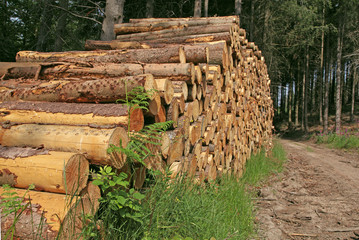 exploitation forestière