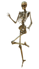 Human Skeleton