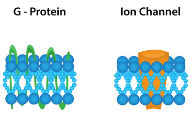 G Protein and Ion Channel