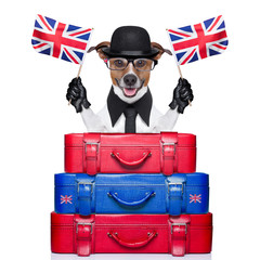 british dog