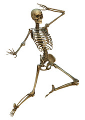 Human Skeleton