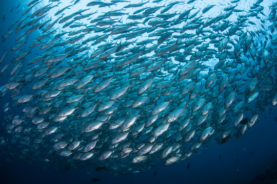 Fototapeta Schooling Fish 3