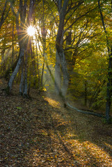 Morning in a beech forest in Ukraine