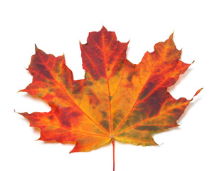 Naklejka na ściany i meble Autumn maple-leaf. Close-up view