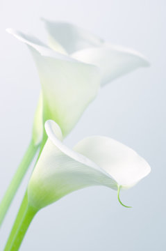 Fototapeta Calla lilies