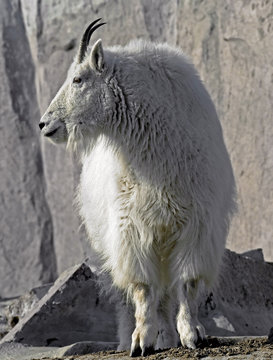 Rocky Mountain Goat