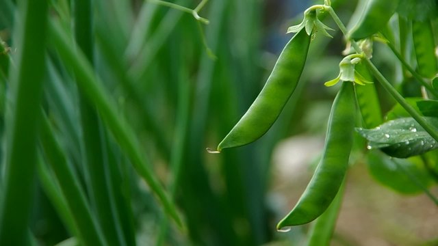 Green pea pods ready for harvest on a pea vine