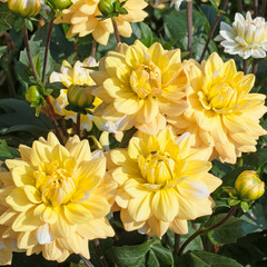 Dahlien