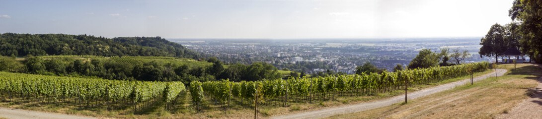 Fototapeta na wymiar vineyard panorama