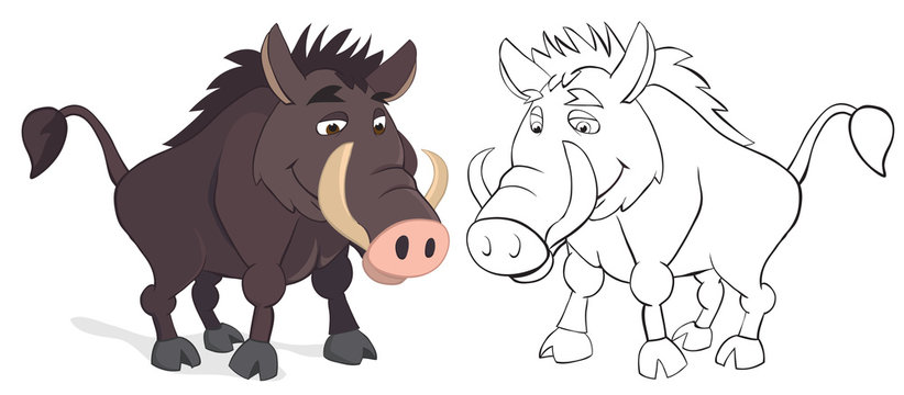 Wild Pig. Color and outline