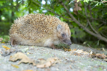 white-breasted hedgehog (Erinaceus roumanicus)