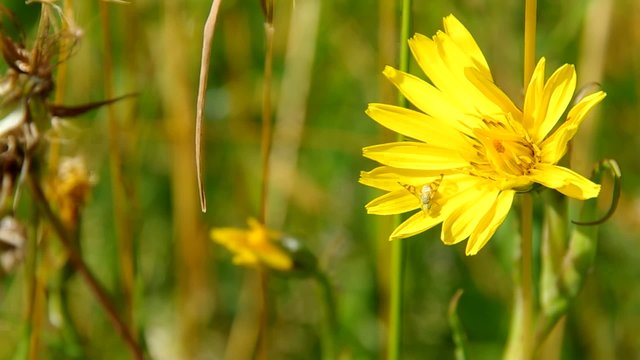 Tragopogon pratensis, yellow flower in meadow