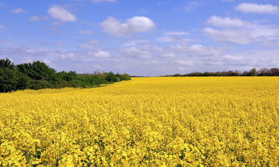 Blooming canola fields in yellow