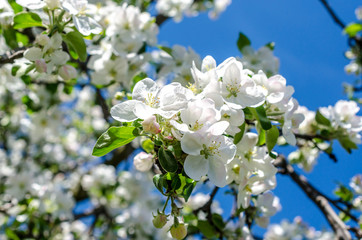 Blossoming apple-tree