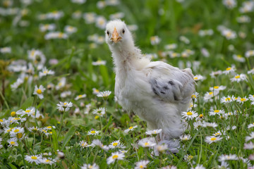 Chicken in the green grass 2