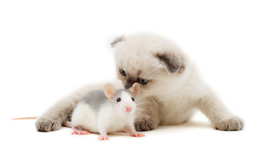 kitten and baby rat