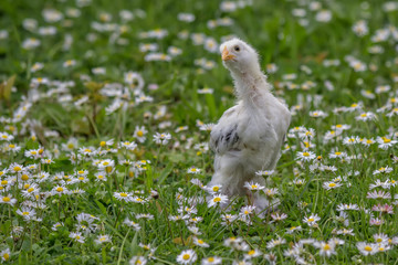 Chicken in the green grass 3