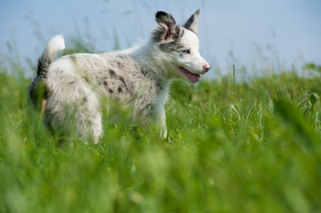 Border Collie Welpe