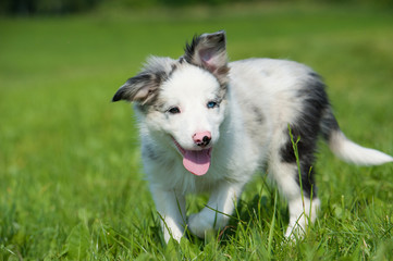 Border Collie Welpe