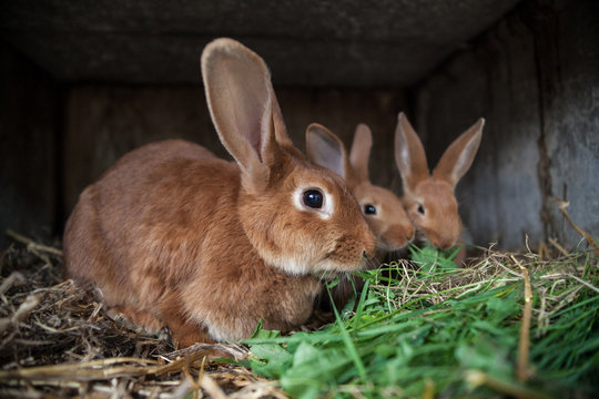 Lapins en &eacute;levage