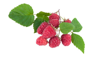Raspberries isolated on white background cutout
