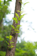 Trunk of locust tree on a blurred background