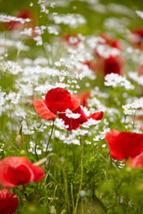 Obraz premium Red Poppies Field, summer landscape