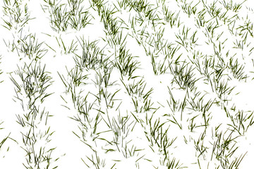 First snow in the oats field