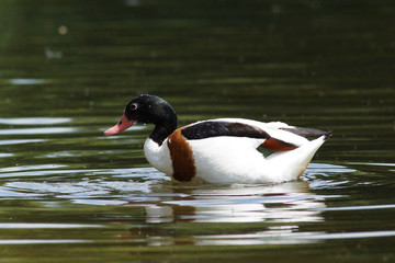 Common Shelduck, Tadorna tadorna