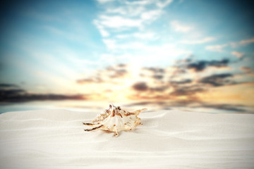 shell