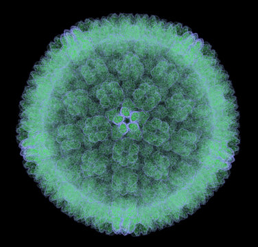 cytomegalovirus (CMV) virion.