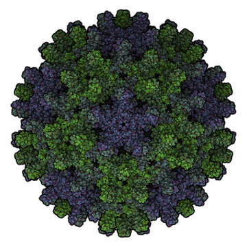 Human hepatitis B virus (HBV) capsid. HBV causes hepatitis B.