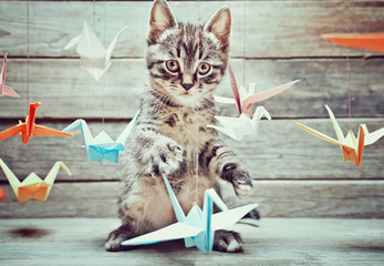 Little kitten is playing with colorful paper cranes