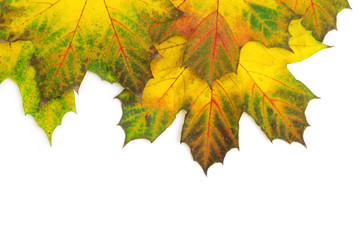 Obraz premium autumn leaves