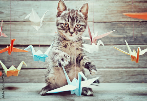 Little kitten is playing with colorful paper cranes