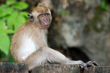 monkey