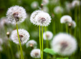 Obraz premium Dandelion flowers with globular heads of seeds