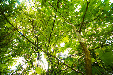 Trees in a green forest seen from below