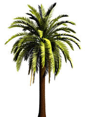 Fototapeta premium 3D Palm tree
