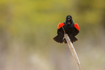 Red-winged Blackbird sings