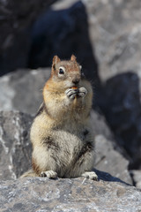 Ground squirrel or Golden Mantled Ground Squirrel Canada