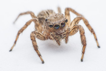 jumping spider