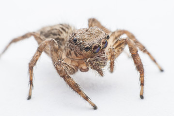 jumping spider