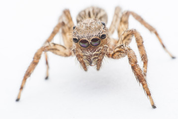 jumping spider